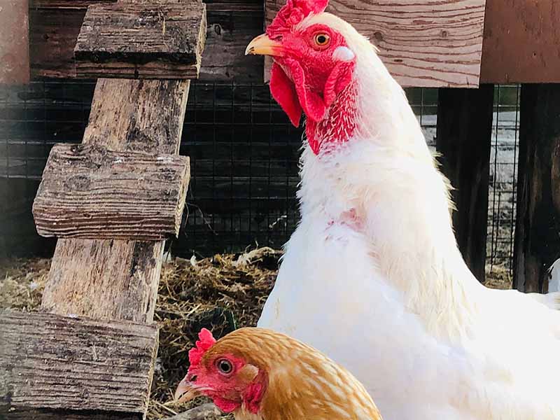 Curly Flats Farm Chicken