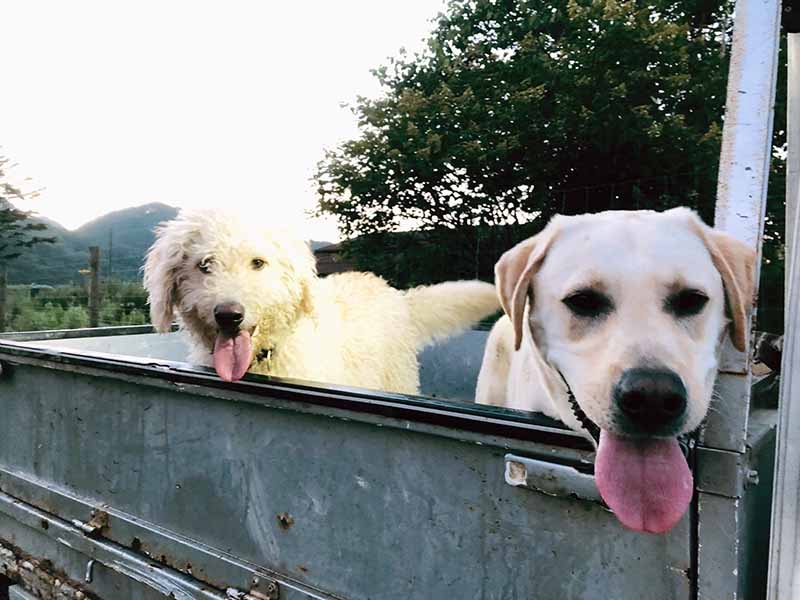 Curly Flats Farm Dogs