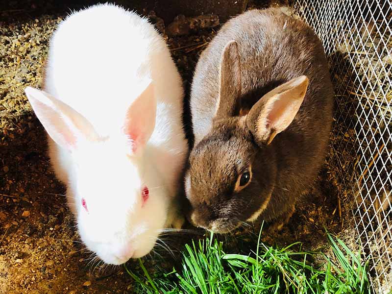 Usagi - Curly Flats Farm Rabbits