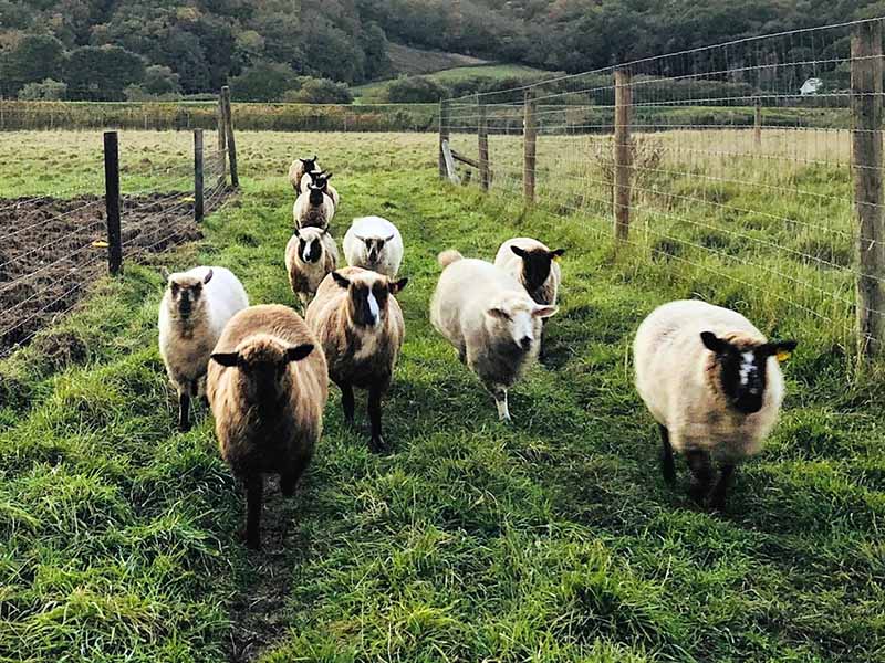 Curly Flats Farm Sheep