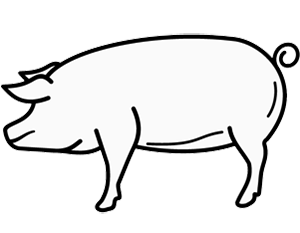 pig